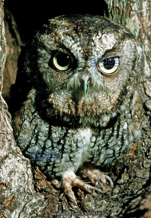 : Screech Owl (Otis asio) : Screech Owl (Otis asio)