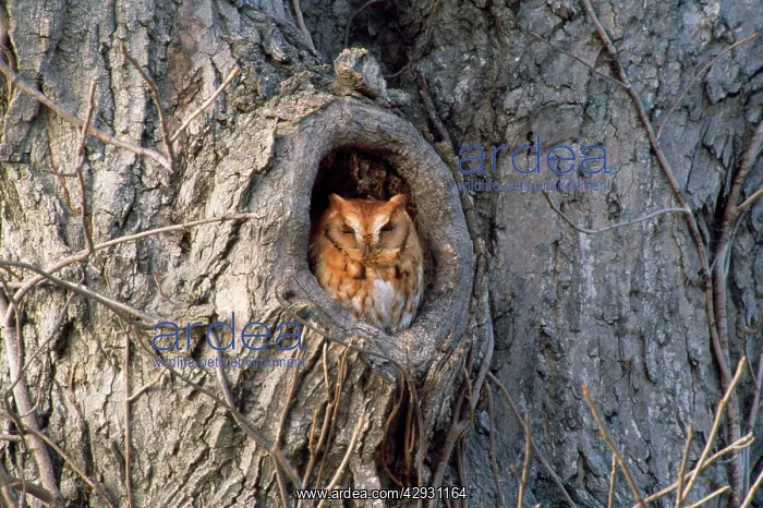 : SCREECH OWL - RED PHASE : SCREECH OWL - RED PHASE