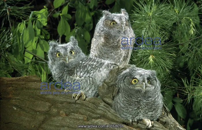 : Screech Owlets : Screech Owlets