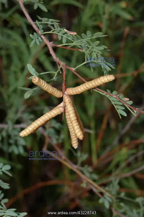 : Screwbean Mesquite : Screwbean Mesquite
