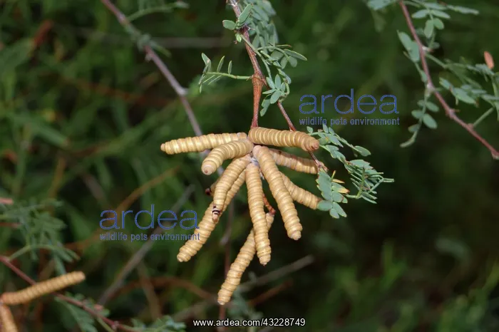  : Screwbean Mesquite