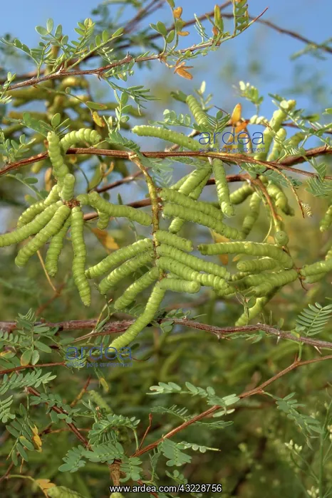 : Screwbean Mesquite : Screwbean Mesquite
