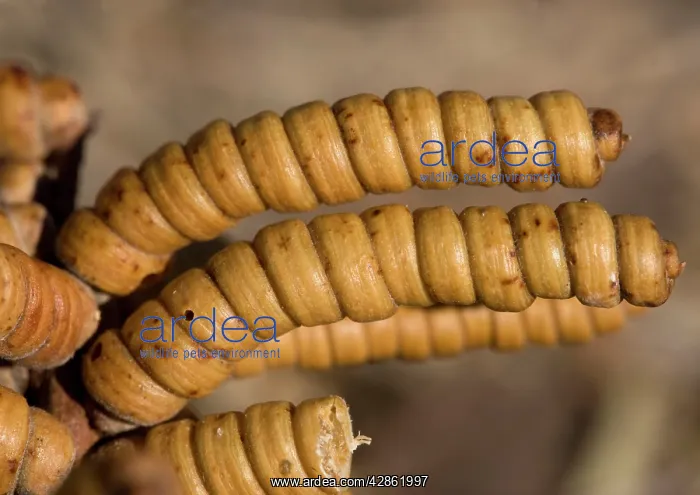 : Screwbean Mesquite or Tornillo - corkscrew pods in autumn : Screwbean Mesquite or Tornillo - corkscrew pods in autumn