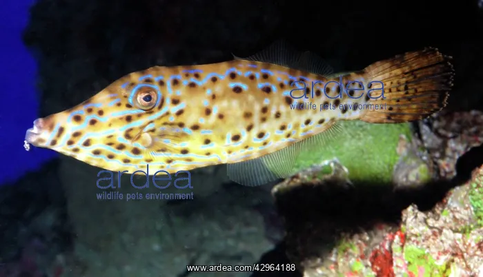 : Scribbled Leatherjacket Filefish, tropical coasts : Scribbled Leatherjacket Filefish, tropical coasts