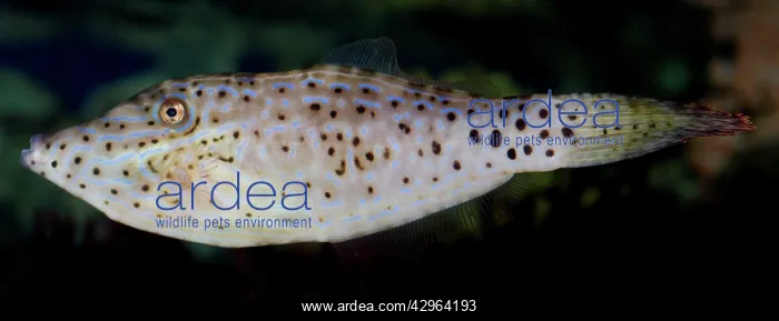 : Scribbled Leatherjacket Filefish, tropical coasts : Scribbled Leatherjacket Filefish, tropical coasts