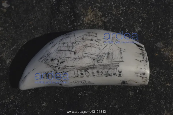 : Scrimshaw engraving on a whale tooth. The harvest : Scrimshaw engraving on a whale tooth. The harvest