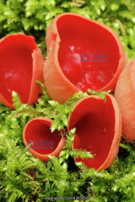  : Scrlet Elf Cup - Cornwall - UK