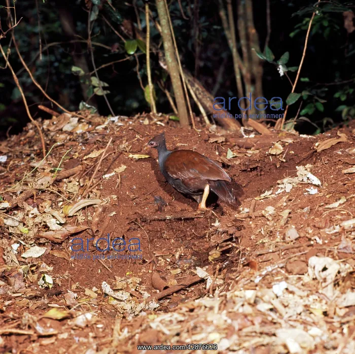 : SCRUB FOWL - digging out egg chamber : SCRUB FOWL - digging out egg chamber