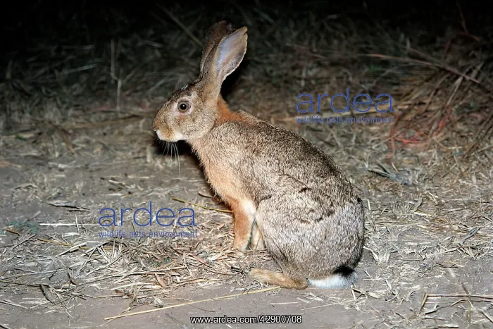: Scrub Hare : Scrub Hare