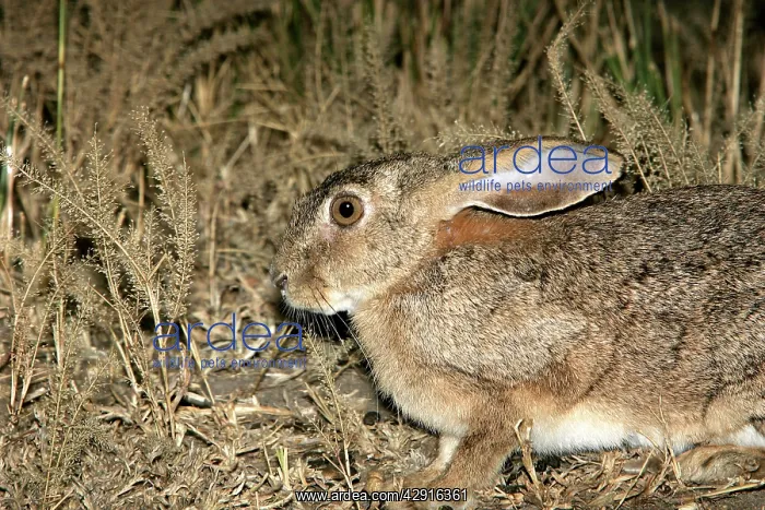 : Scrub Hare : Scrub Hare