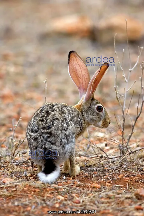  : Scrub Hare