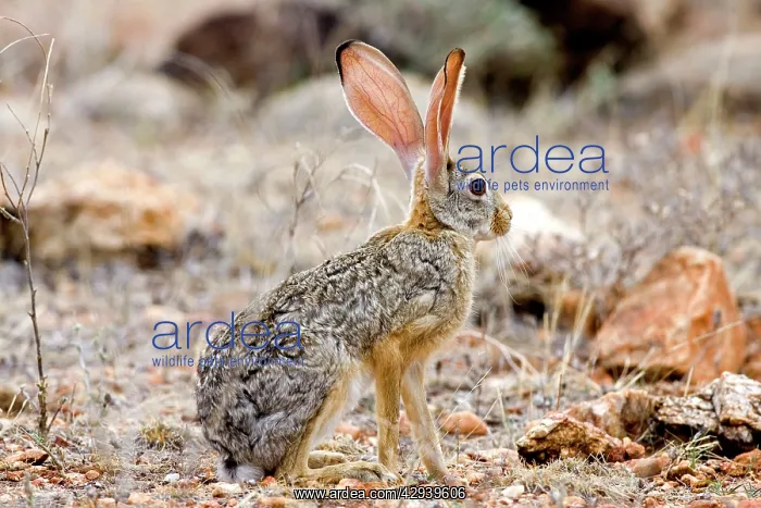 : Scrub Hare : Scrub Hare
