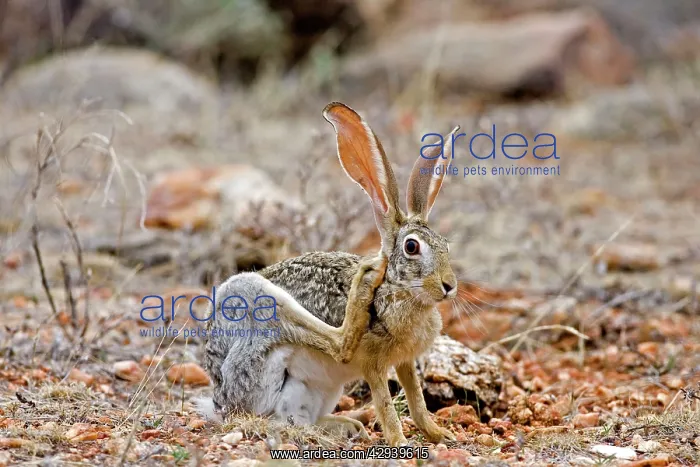 : Scrub Hare : Scrub Hare