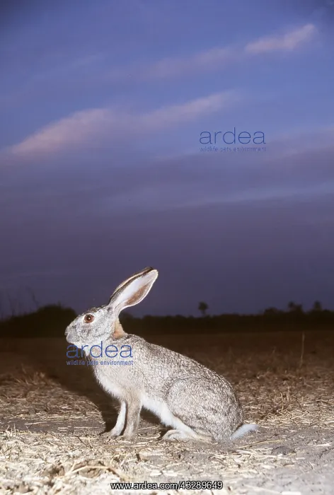 : SCRUB HARE - in field at night : SCRUB HARE - in field at night