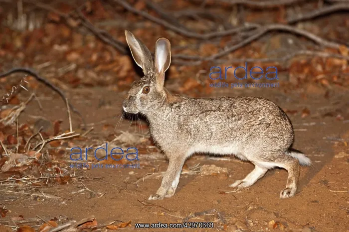 : Scrub Hare - at night : Scrub Hare - at night
