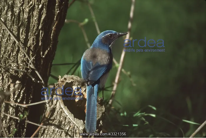 : SCRUB JAY : SCRUB JAY