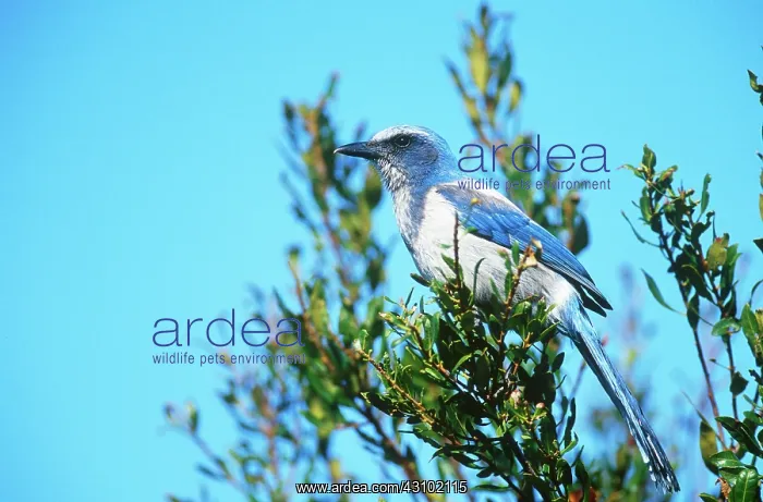 : Scrub Jay (Aphelocoma coerulescens) : Scrub Jay (Aphelocoma coerulescens)