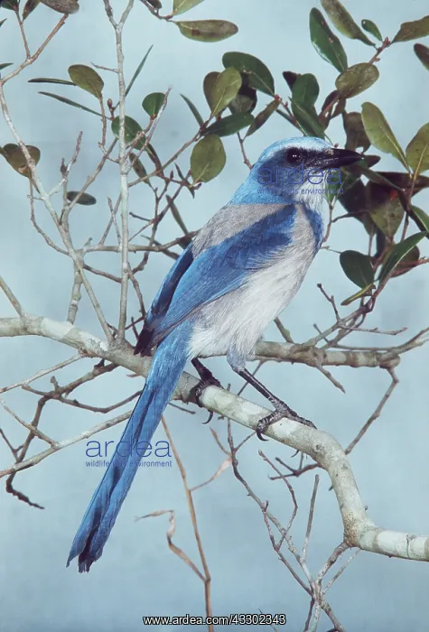 : SCRUB JAY - on branch : SCRUB JAY - on branch
