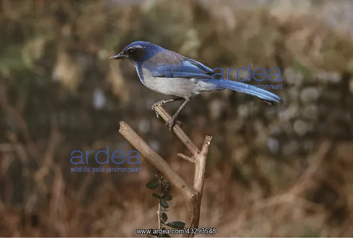 : SCRUB JAY - perching on branch : SCRUB JAY - perching on branch
