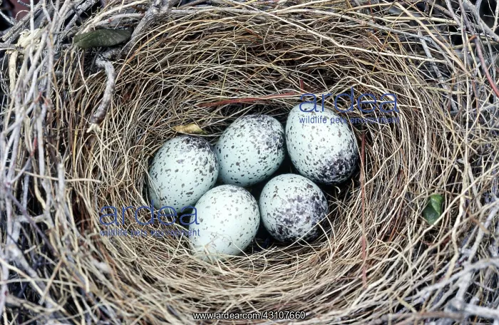: Scrub Jay's Nest : Scrub Jay's Nest
