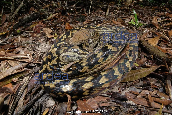 : Scrub Python : Scrub Python