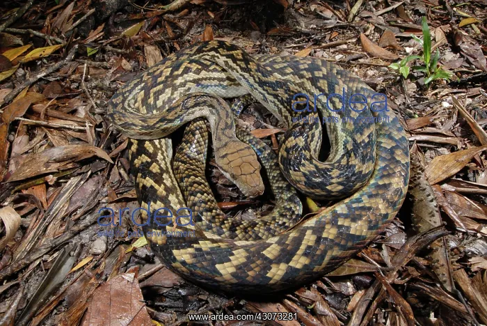 : Scrub Python : Scrub Python