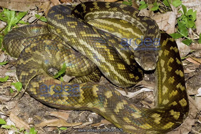 : Scrub Python : Scrub Python