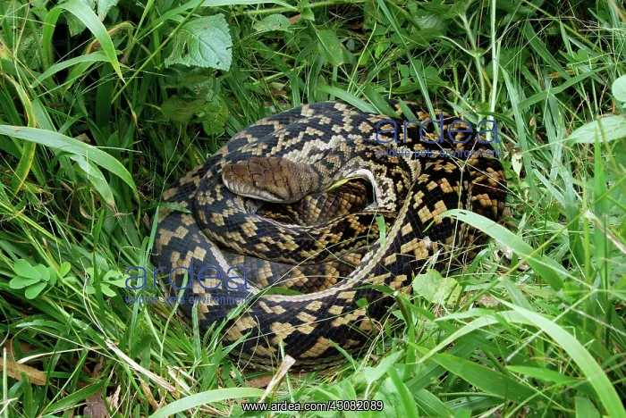 : Scrub Python : Scrub Python