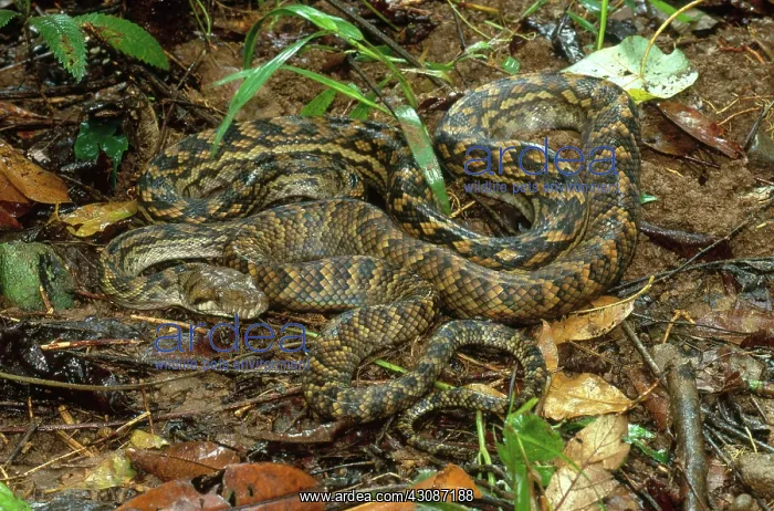 : Scrub Python : Scrub Python