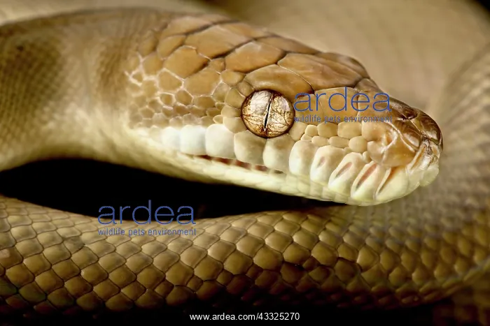 : Scrub python (Morelia amethistina), on black background : Scrub python (Morelia amethistina), on black background