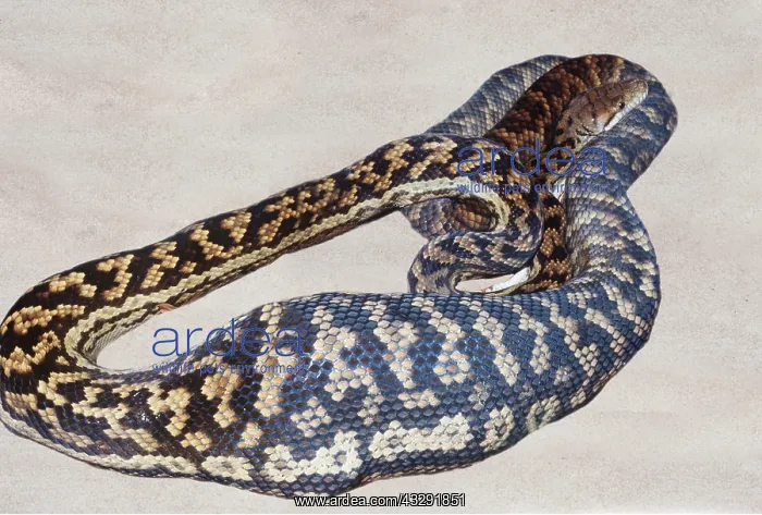 : Scrub Python - after swallowing a Wallaby : Scrub Python - after swallowing a Wallaby