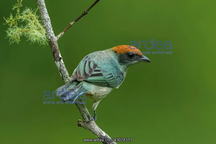 : Scrub Tanager, Las Tangaras Bird Reserve, Choco : Scrub Tanager, Las Tangaras Bird Reserve, Choco