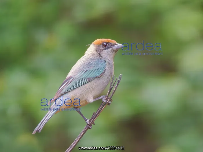 : Scrub Tanager Tangara vitriolina Ecuador BI03891 : Scrub Tanager Tangara vitriolina Ecuador BI03891