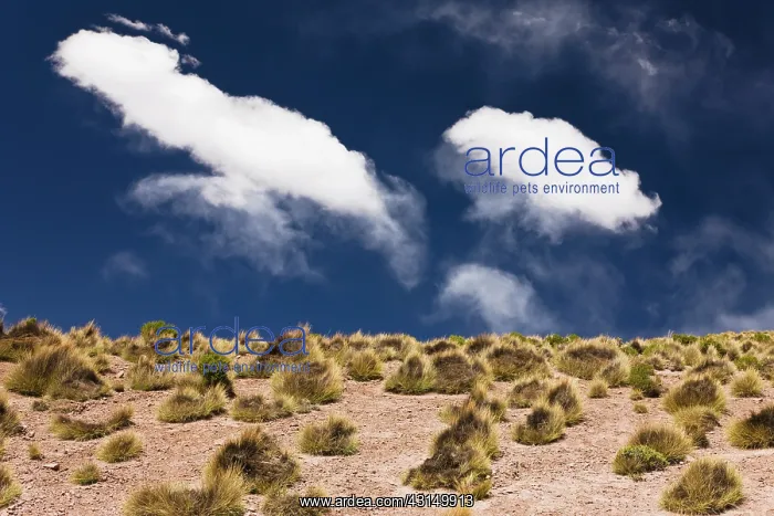 : Scrub vegetation under clouds of the Altiplano of the Sud Li : Scrub vegetation under clouds of the Altiplano of the Sud Li