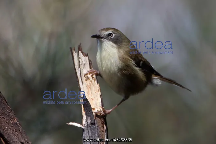 : Scrubtit - In forest on Mount Wellington - Hobart : Scrubtit - In forest on Mount Wellington - Hobart