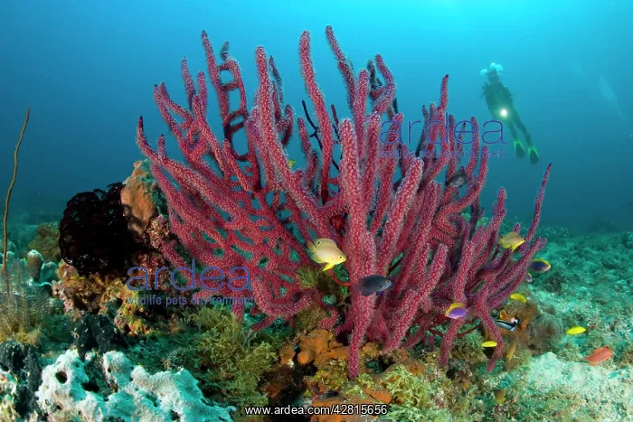: Scuba diver with arborescent gorgonia Acalycigorgia Tunang W : Scuba diver with arborescent gorgonia Acalycigorgia Tunang W