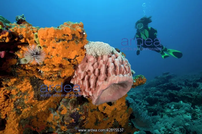 : Scuba diver and barrel sponge xestospongia sp. Sunset dive s : Scuba diver and barrel sponge xestospongia sp. Sunset dive s