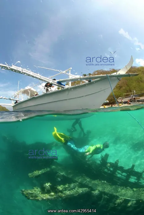 : Scuba Diver - beneath dive boat to explore a timber : Scuba Diver - beneath dive boat to explore a timber
