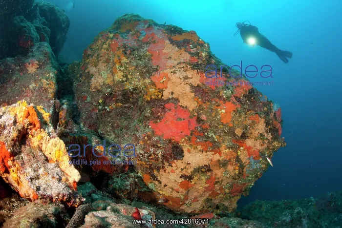 : Scuba diver and big rock covered with red encrusting sponges : Scuba diver and big rock covered with red encrusting sponges