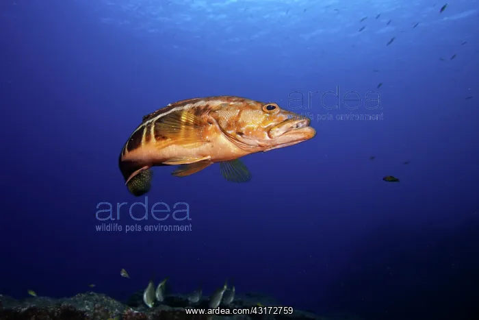 : Scuba diver with blacktail comber, Serranus atricauda : Scuba diver with blacktail comber, Serranus atricauda