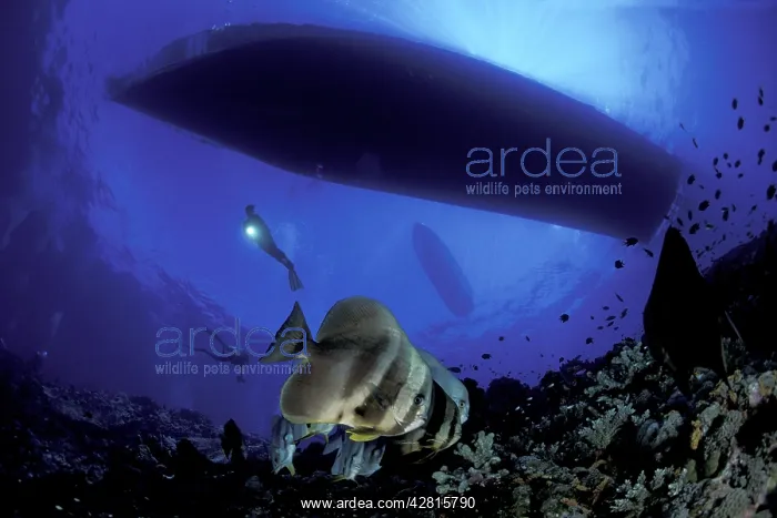 : Scuba diver under the boat and shoal of Bat fish, Platax tei : Scuba diver under the boat and shoal of Bat fish, Platax tei