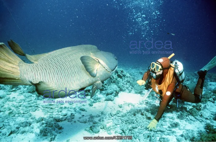  : Scuba Diver with Bumphead Wrasse