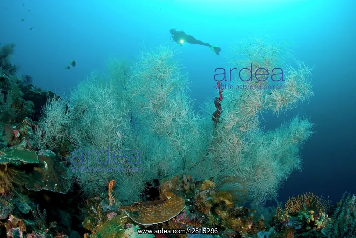 : Scuba diver with bushy black coral Antipathes sp. Tunang Wa : Scuba diver with bushy black coral Antipathes sp. Tunang Wa