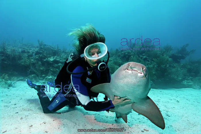 : Scuba diver caressing the underside of a Nurse Shark : Scuba diver caressing the underside of a Nurse Shark