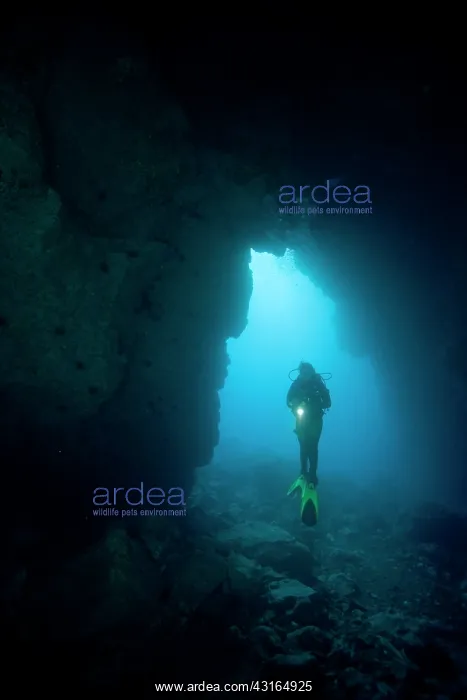 : scuba diver on a cave entrance Madeira Island Portugal Atlan : scuba diver on a cave entrance Madeira Island Portugal Atlan