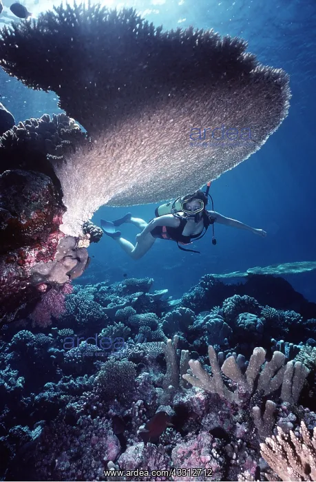 : Scuba DIVER - by coral : Scuba DIVER - by coral