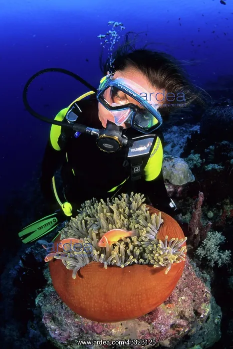 : Scuba diver and couple of pink anemonefish in a closed anemo : Scuba diver and couple of pink anemonefish in a closed anemo