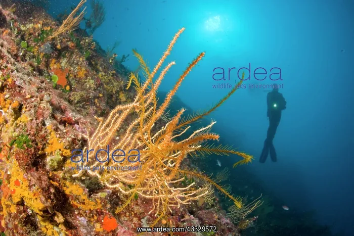 : Scuba diver and crinoid, Antedon Mediterranea on a yellow go : Scuba diver and crinoid, Antedon Mediterranea on a yellow go