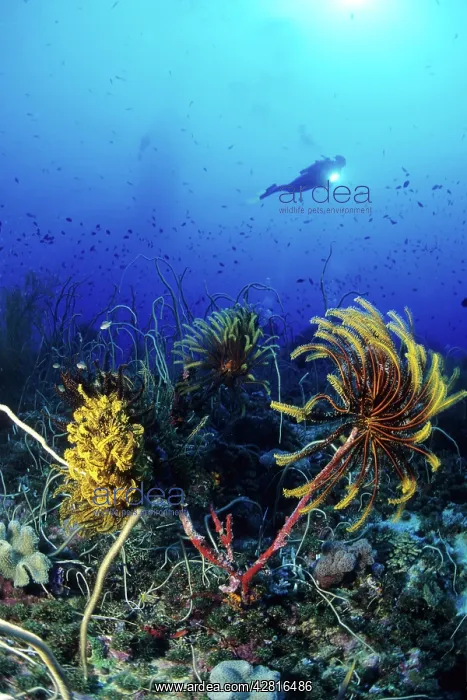 : Scuba diver and crinoid or feather star, Walindi, West New B : Scuba diver and crinoid or feather star, Walindi, West New B