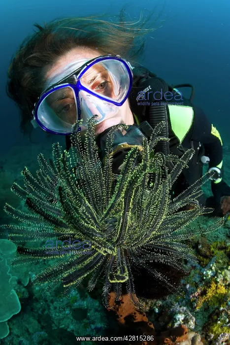 : Scuba diver with crinoids Oxycomanthus bennetti Tunang Wall : Scuba diver with crinoids Oxycomanthus bennetti Tunang Wall